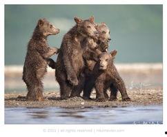 动物演员,揭秘动物演员的精彩瞬间